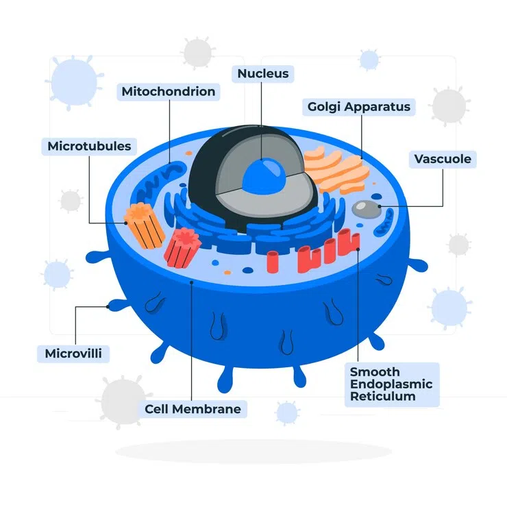 Microcirculation is a critical part of how our body works. It’s the process that ensures every cell gets the nutrients, oxygen, and other vital substances it needs